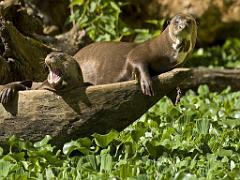 149 BIO PARC DE DOUE LA FONTAINE 5- 2016_000039